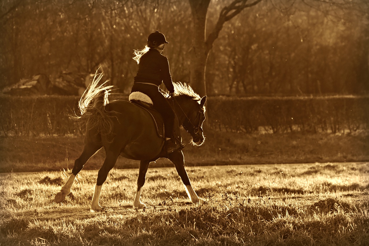 horse  riding  rider free photo