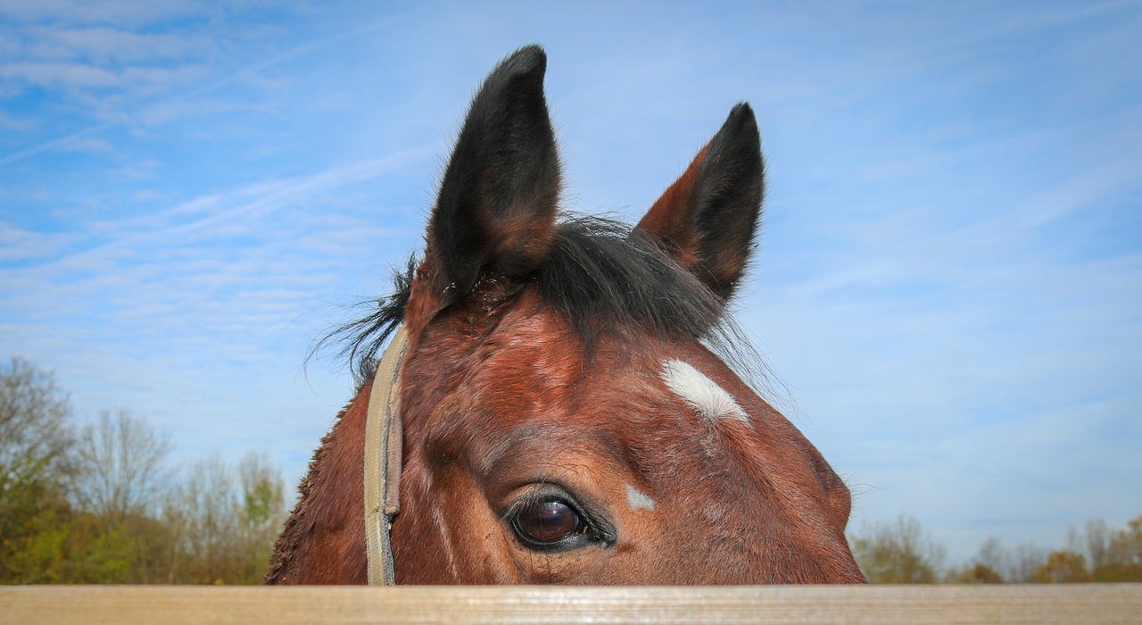 horse  horse head  animal free photo