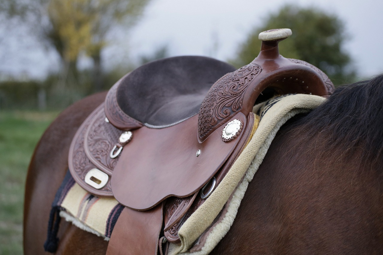 horse  saddle  western free photo