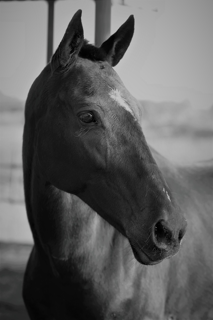 horse  horses  equine free photo