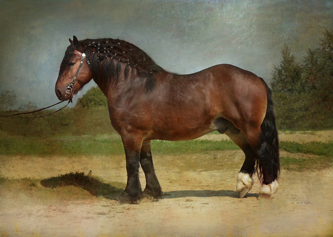 horse  equine  draft free photo