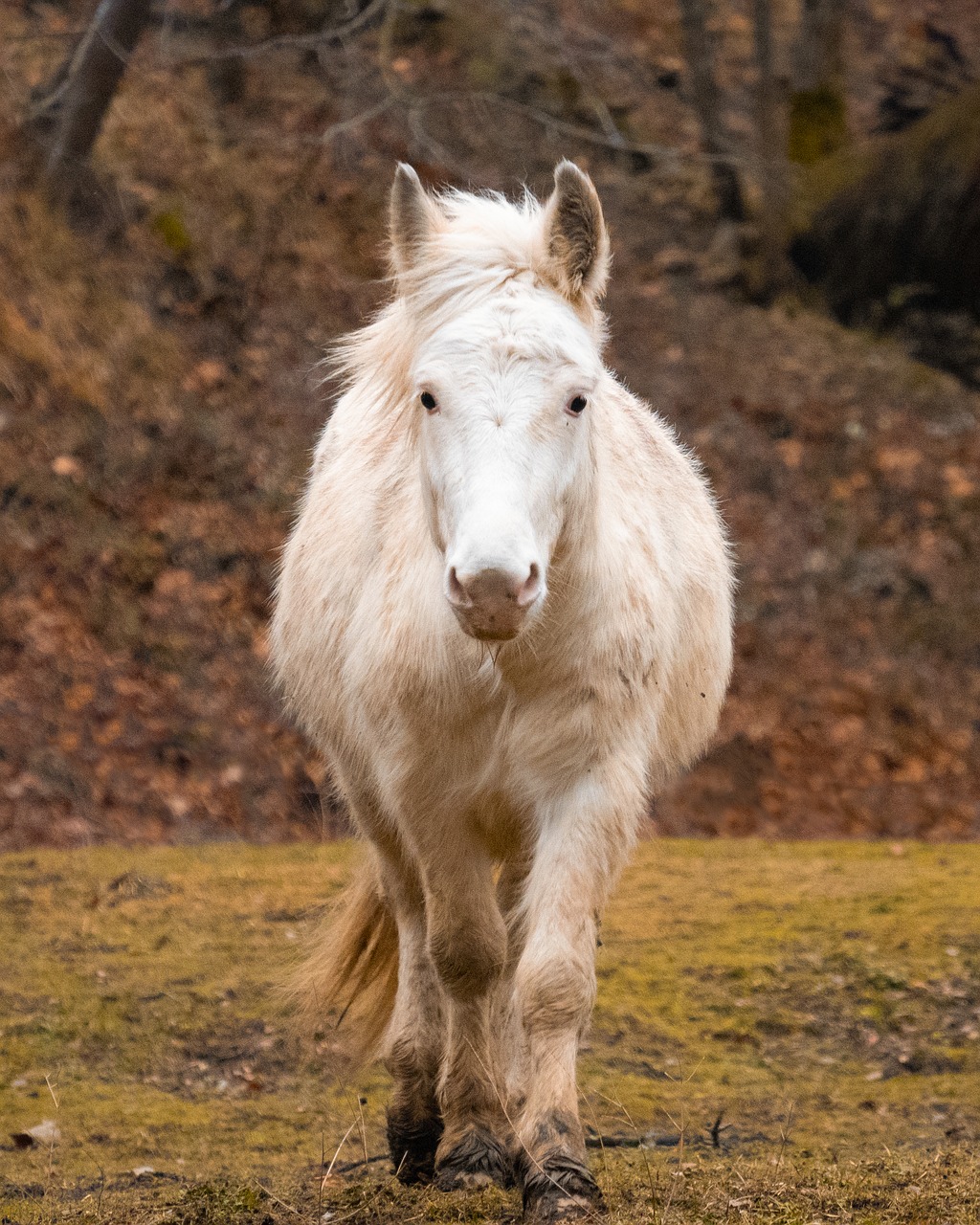 horse  nature  animal free photo