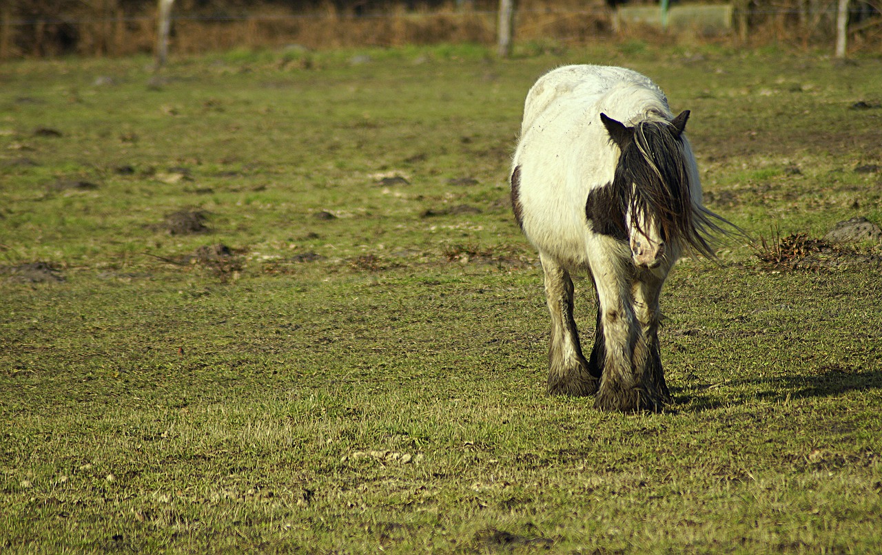 horse  mane  overgrown free photo