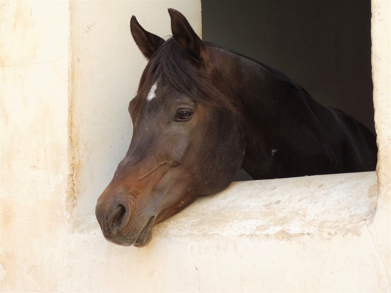 horse  window  rausschauen free photo