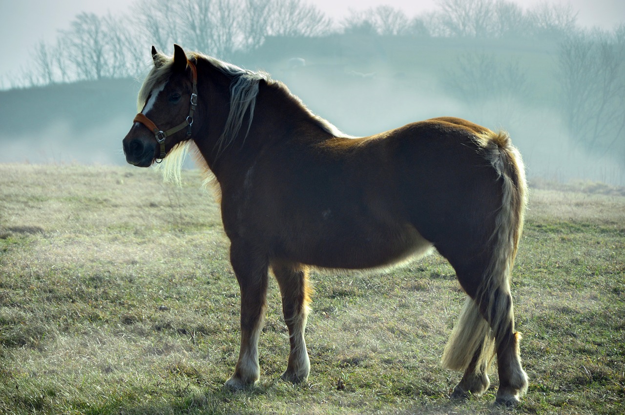 horse  cold blooded animals  animal free photo