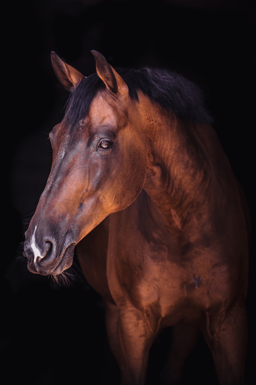 horse  portrait  animals free photo