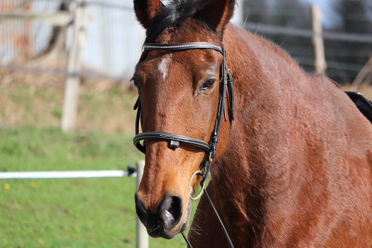 horse  horses  animals free photo