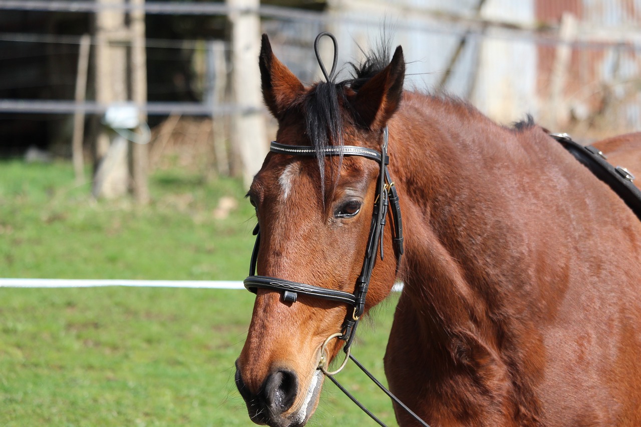 horse  horses  animals free photo