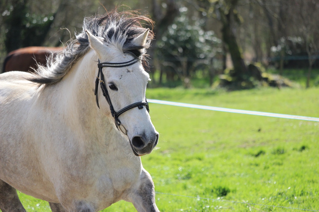 horse  horses  animals free photo