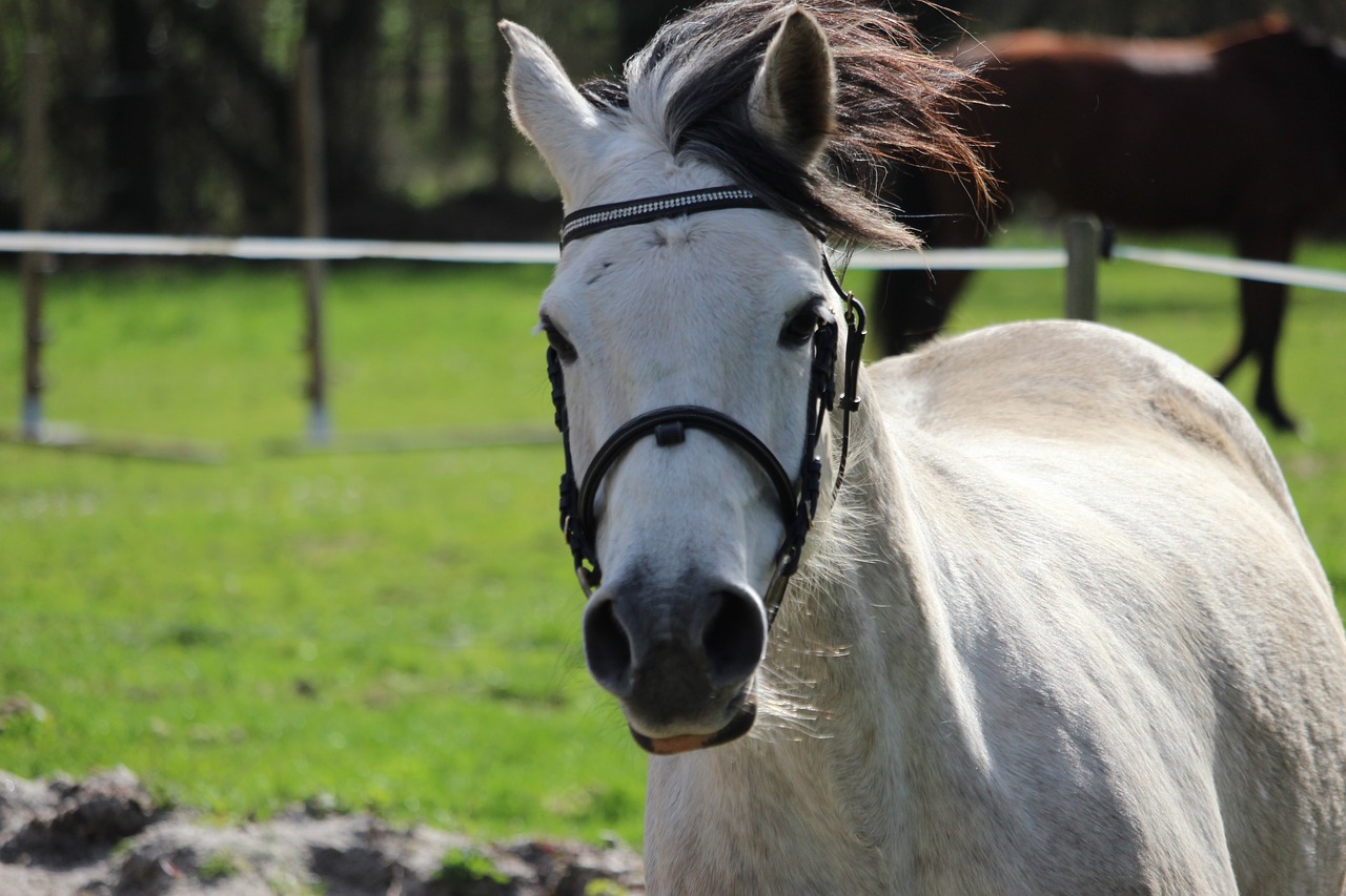 horse  horses  animals free photo