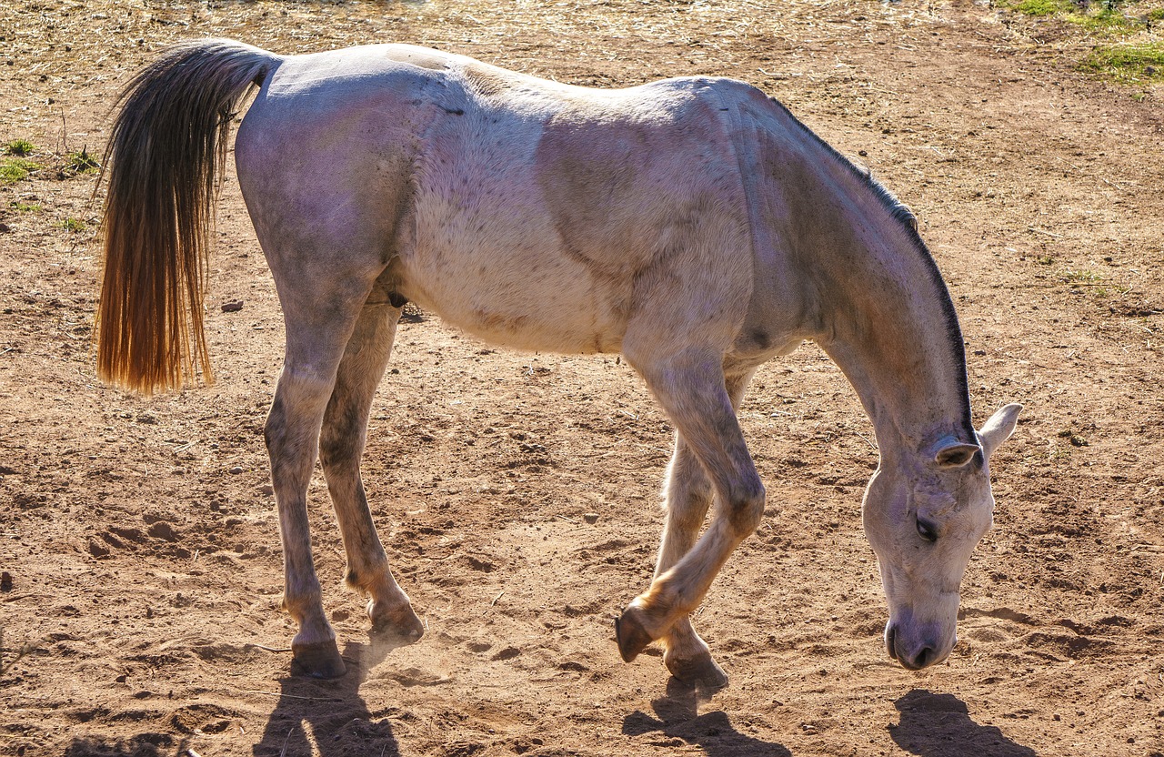 horse  animal  equine free photo