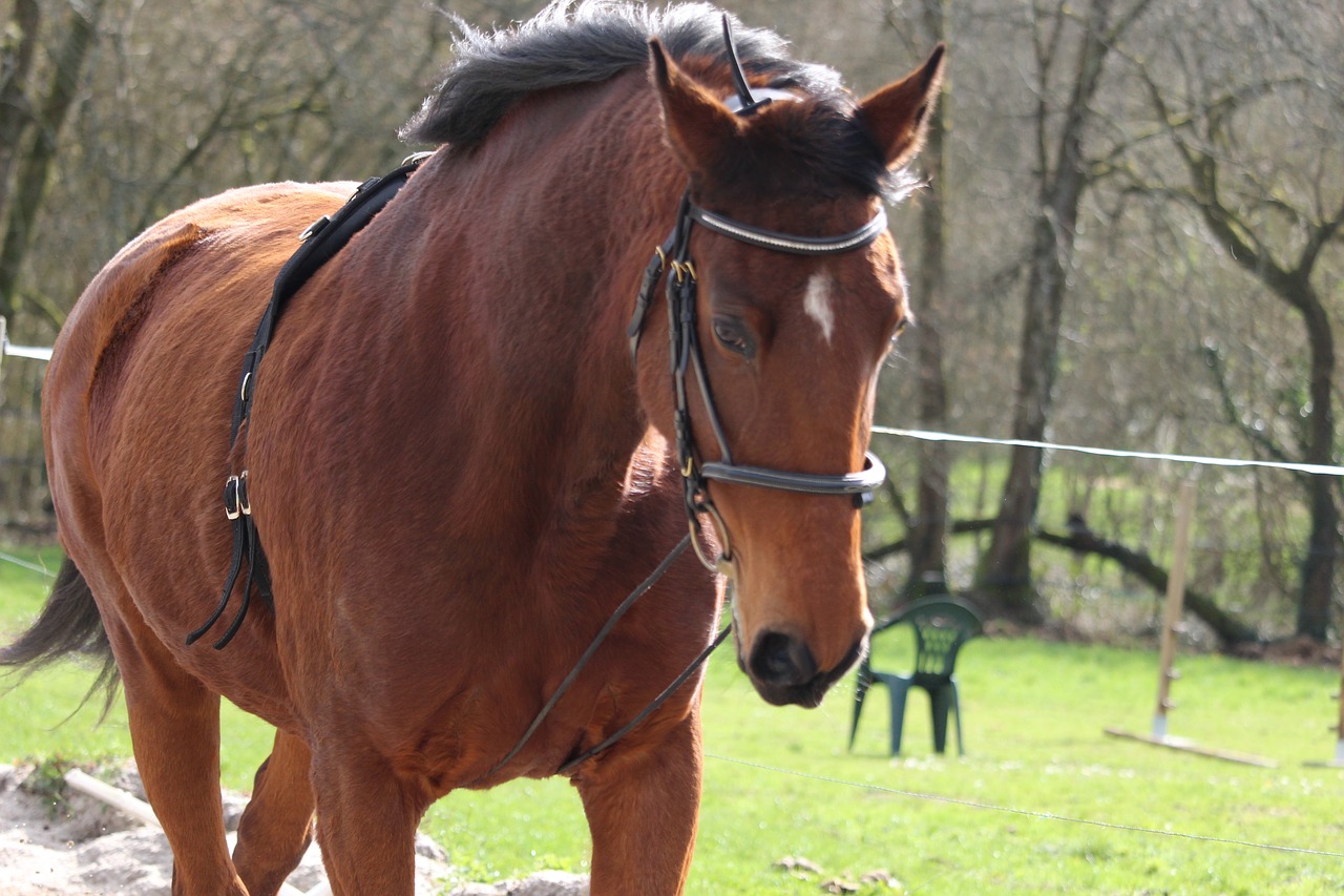 horse  horses  horse walker free photo