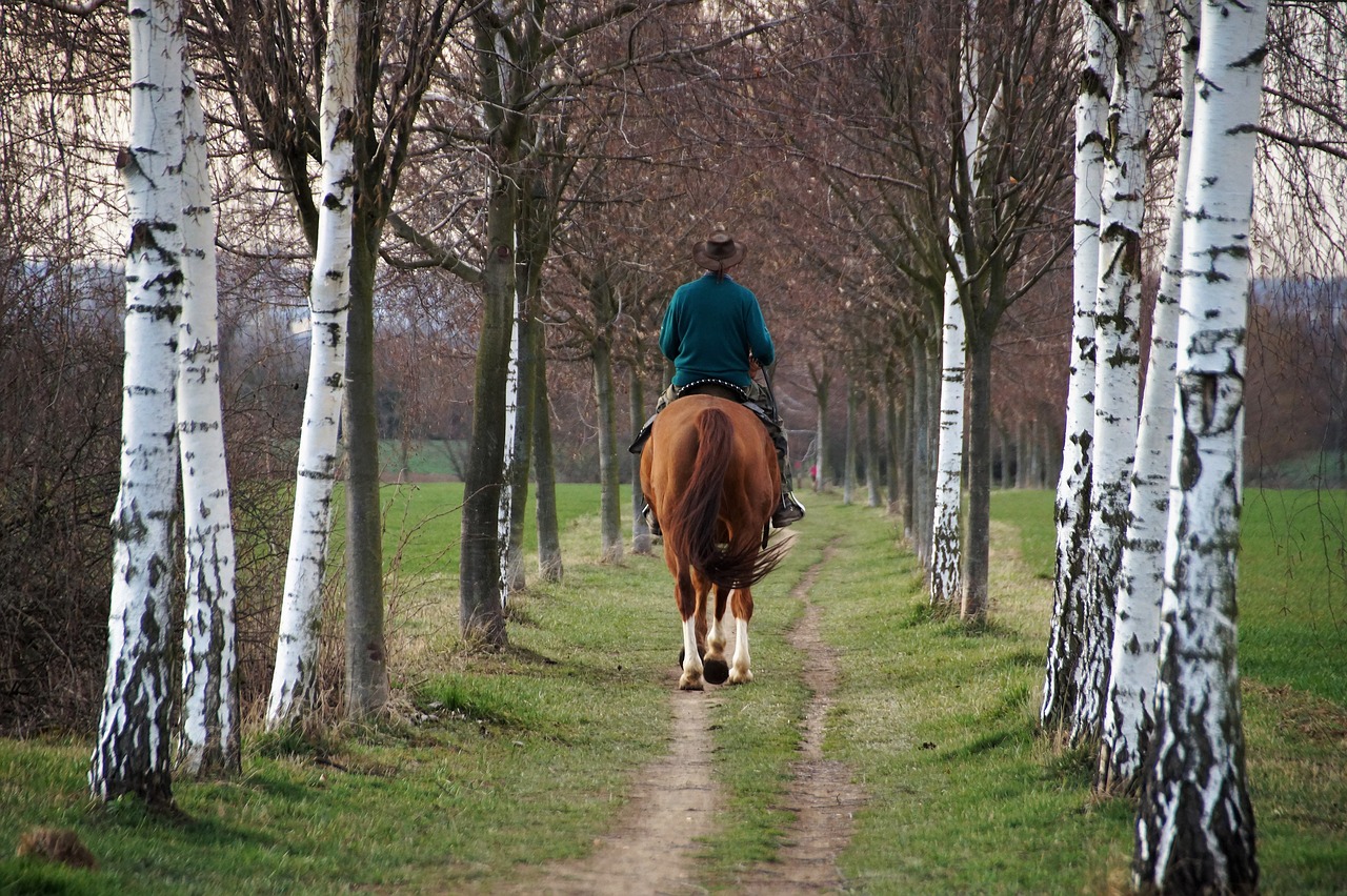 horse  rider  vernal free photo