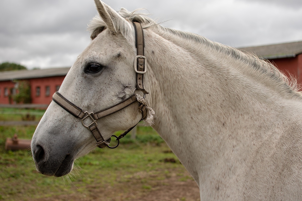 horse  reiter  portrait free photo