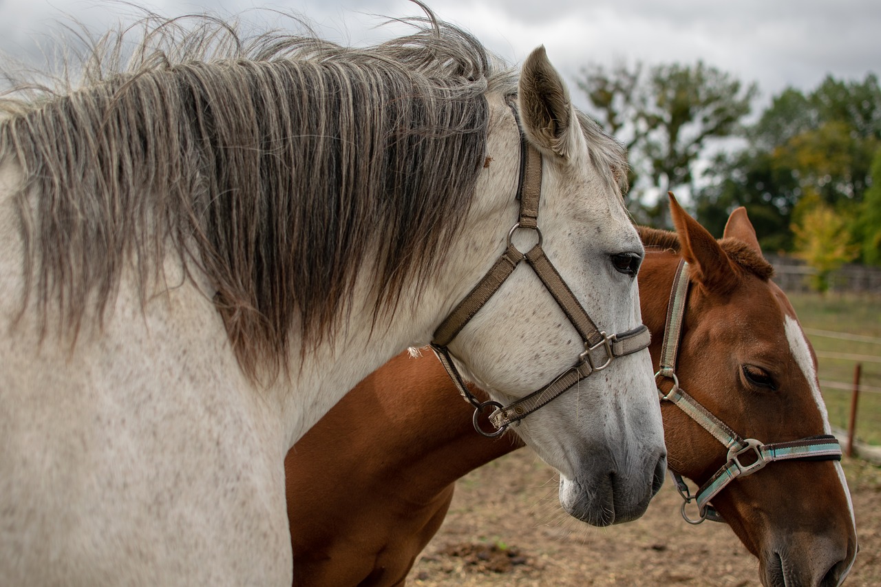 horse  reiter  portrait free photo