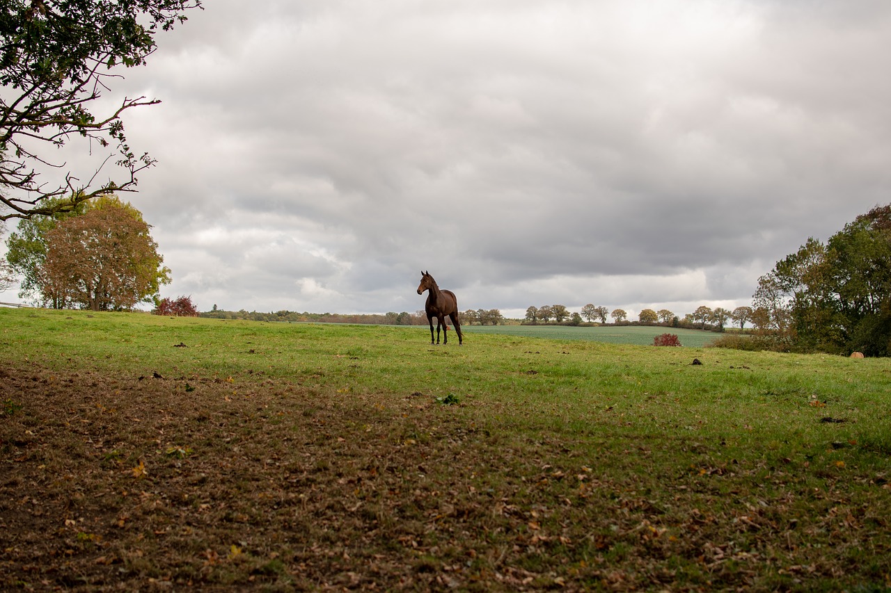 horse  reiter  portrait free photo