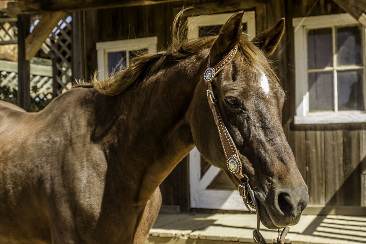 horse  chestnut  mare free photo