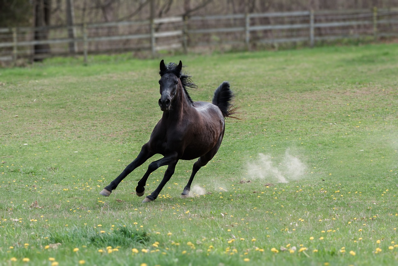 horse  speed  animal free photo