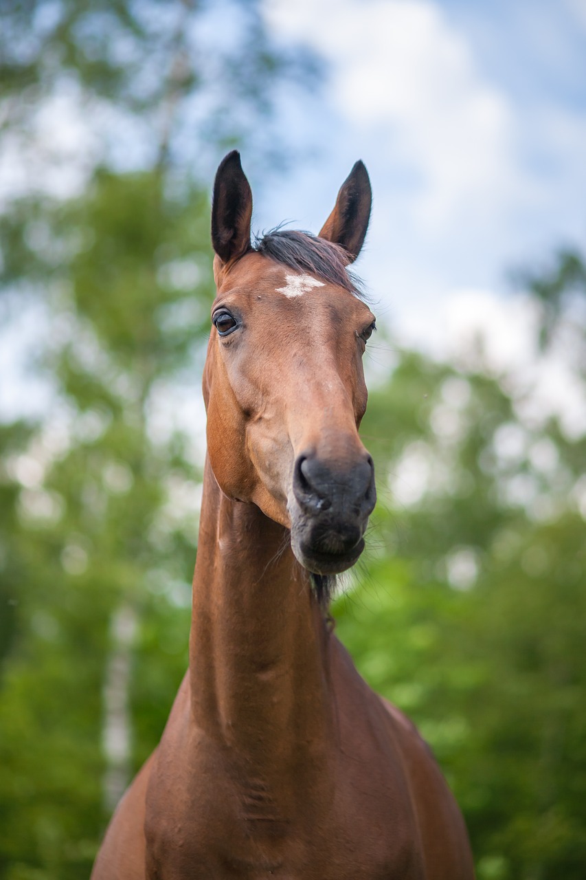 horse  mare  horses free photo