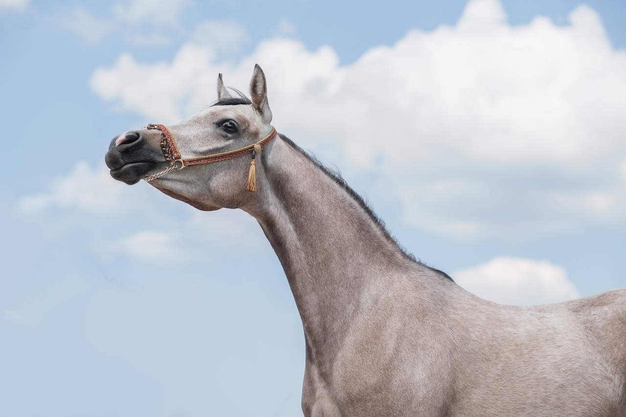 horse  arabian  pasture free photo