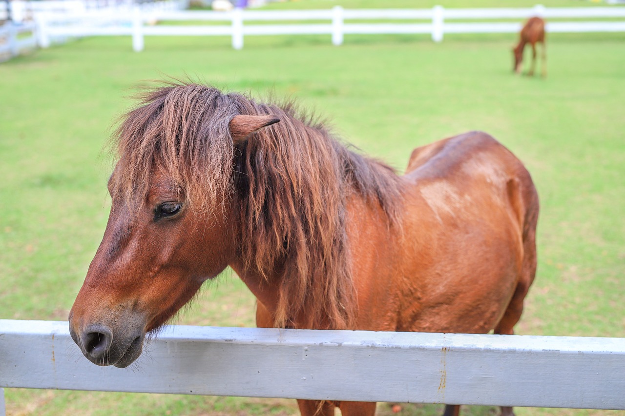 horse  animal  grass animal free photo