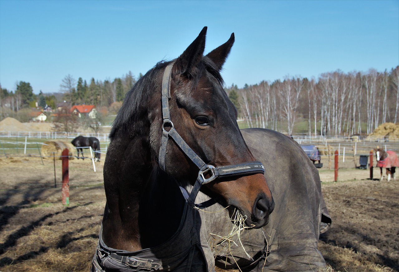 horse  horse shelter  range free photo