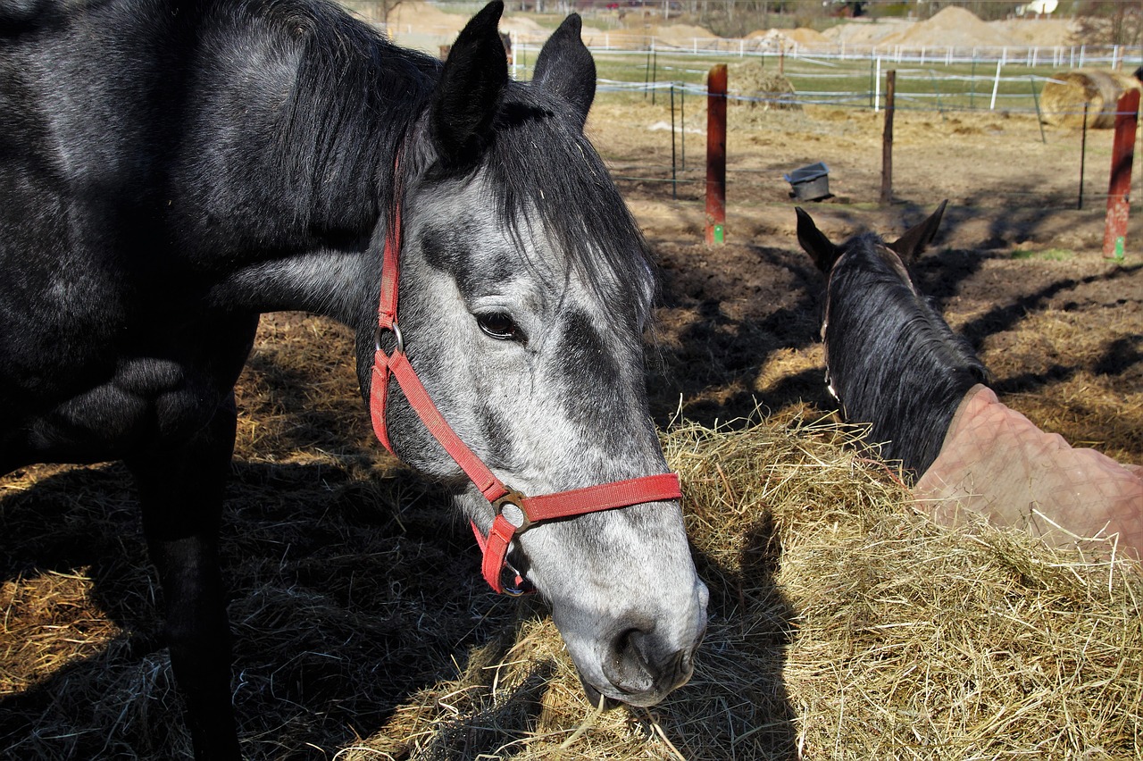 horse  equine  senior free photo