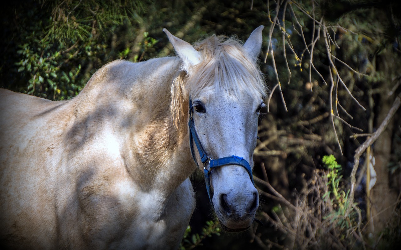 horse  equine  equestrian free photo