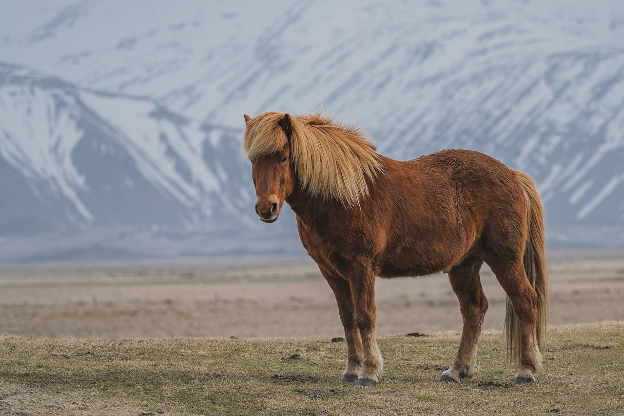 horse  vacation  landscape free photo