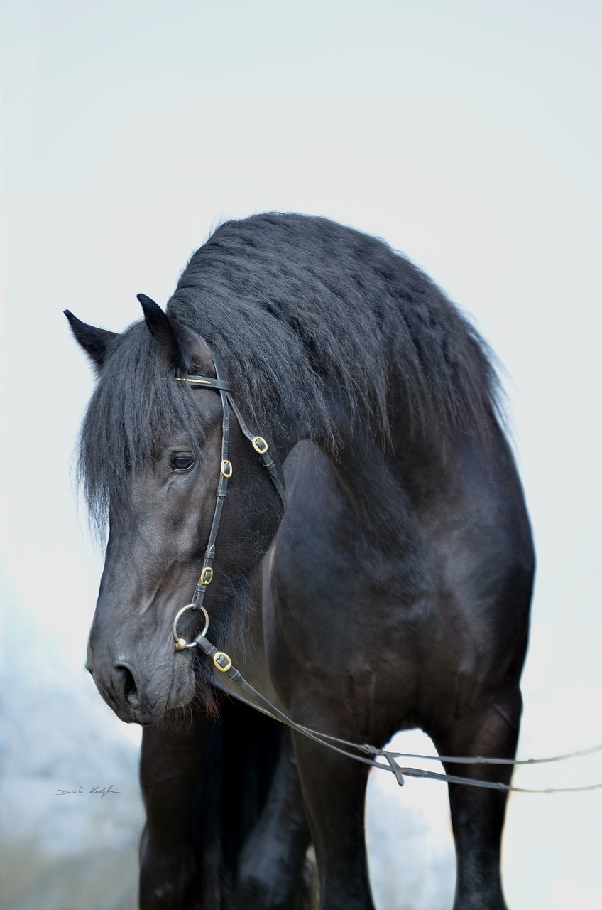 horse  horses  black horse free photo