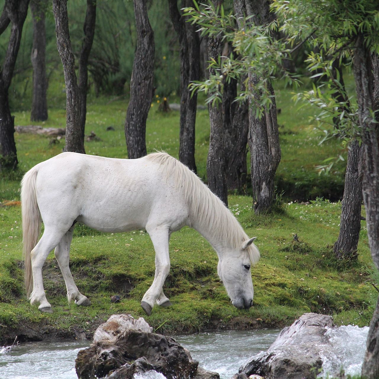 horse  whitehorse  river free photo