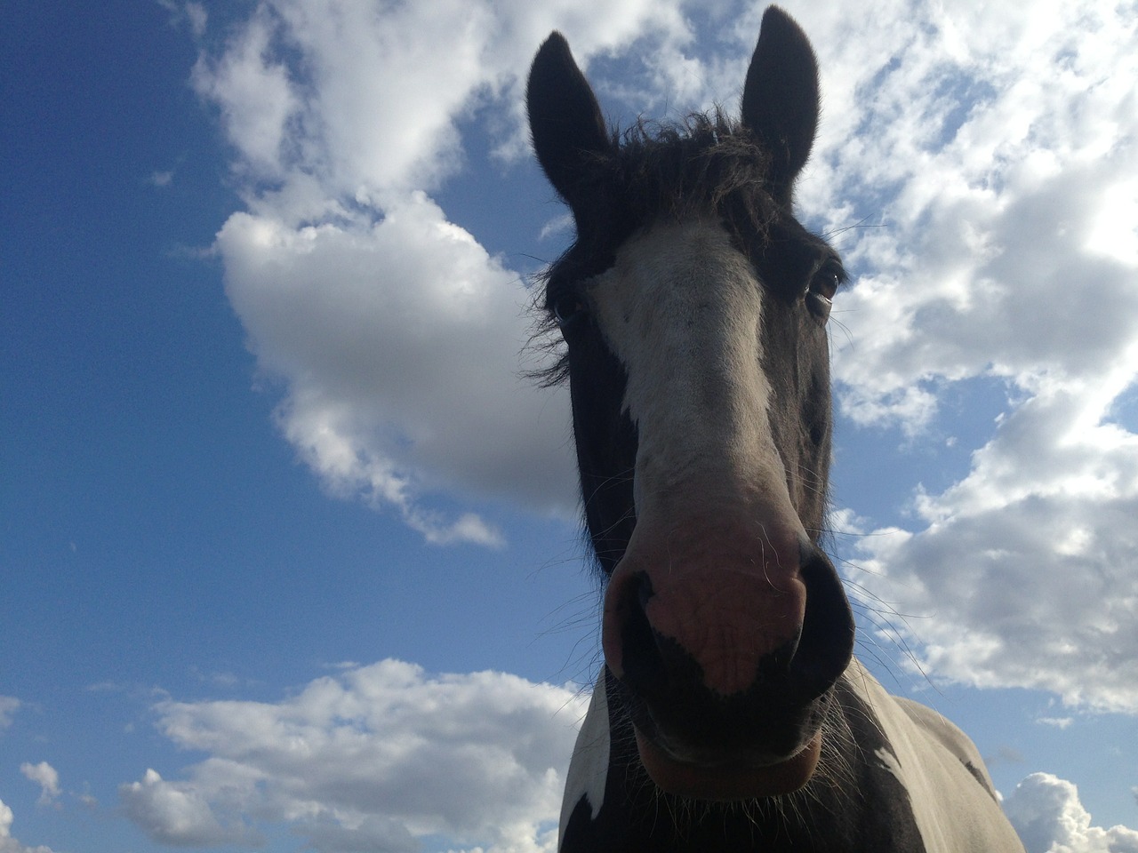 horse piebald paint free photo