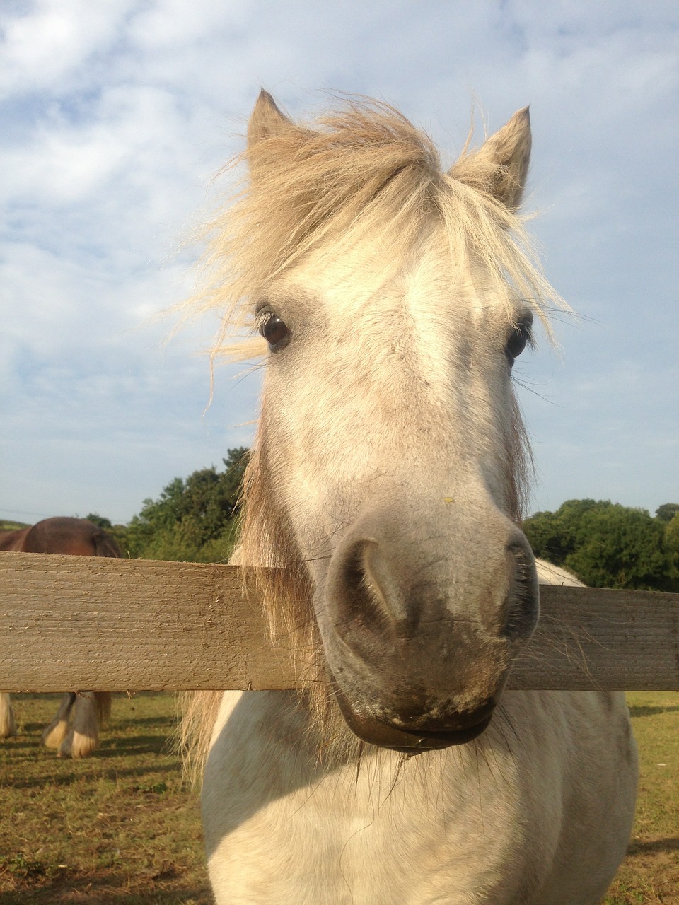 horse pony head free photo