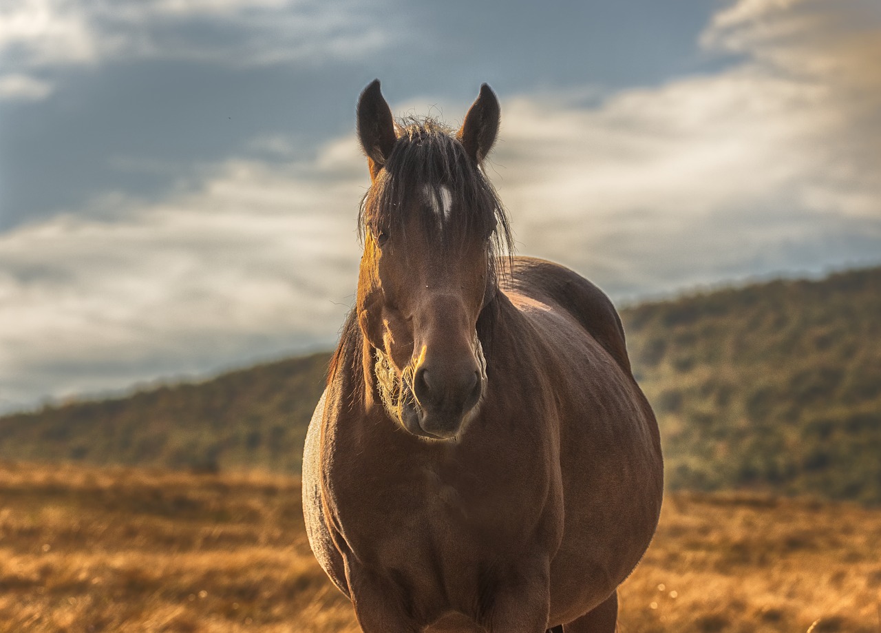 horse  portrait  mountain free photo