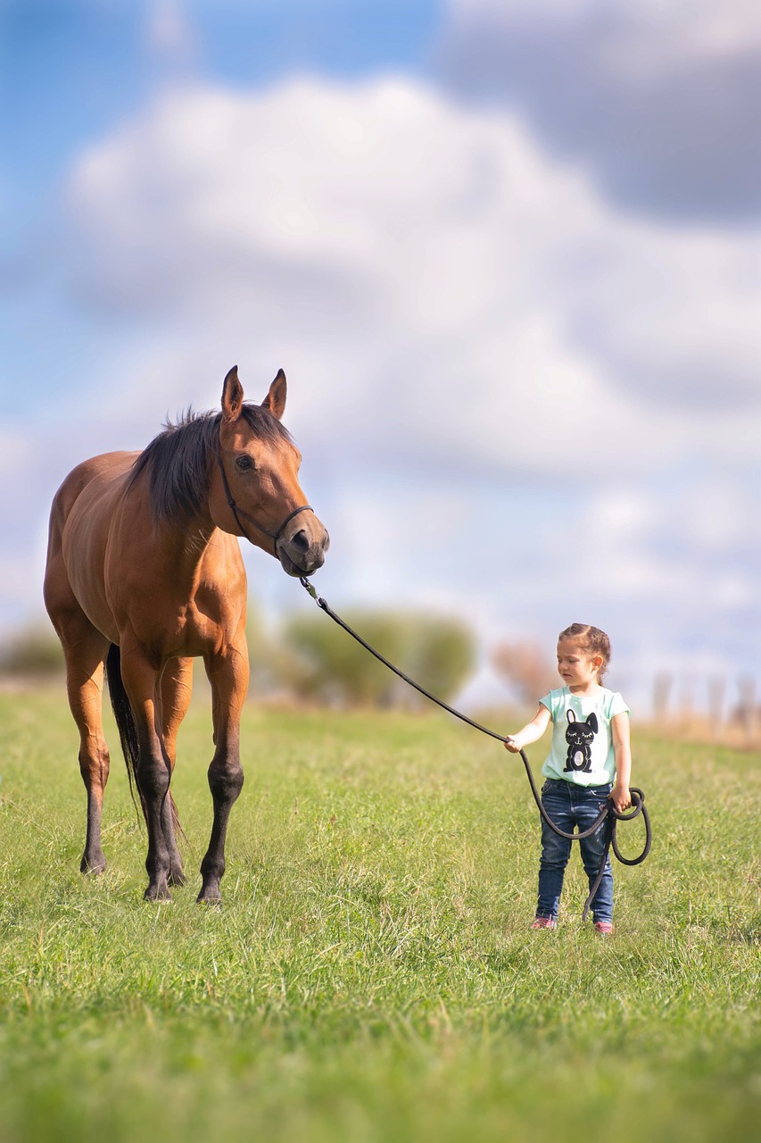 horse  child  meadow free photo