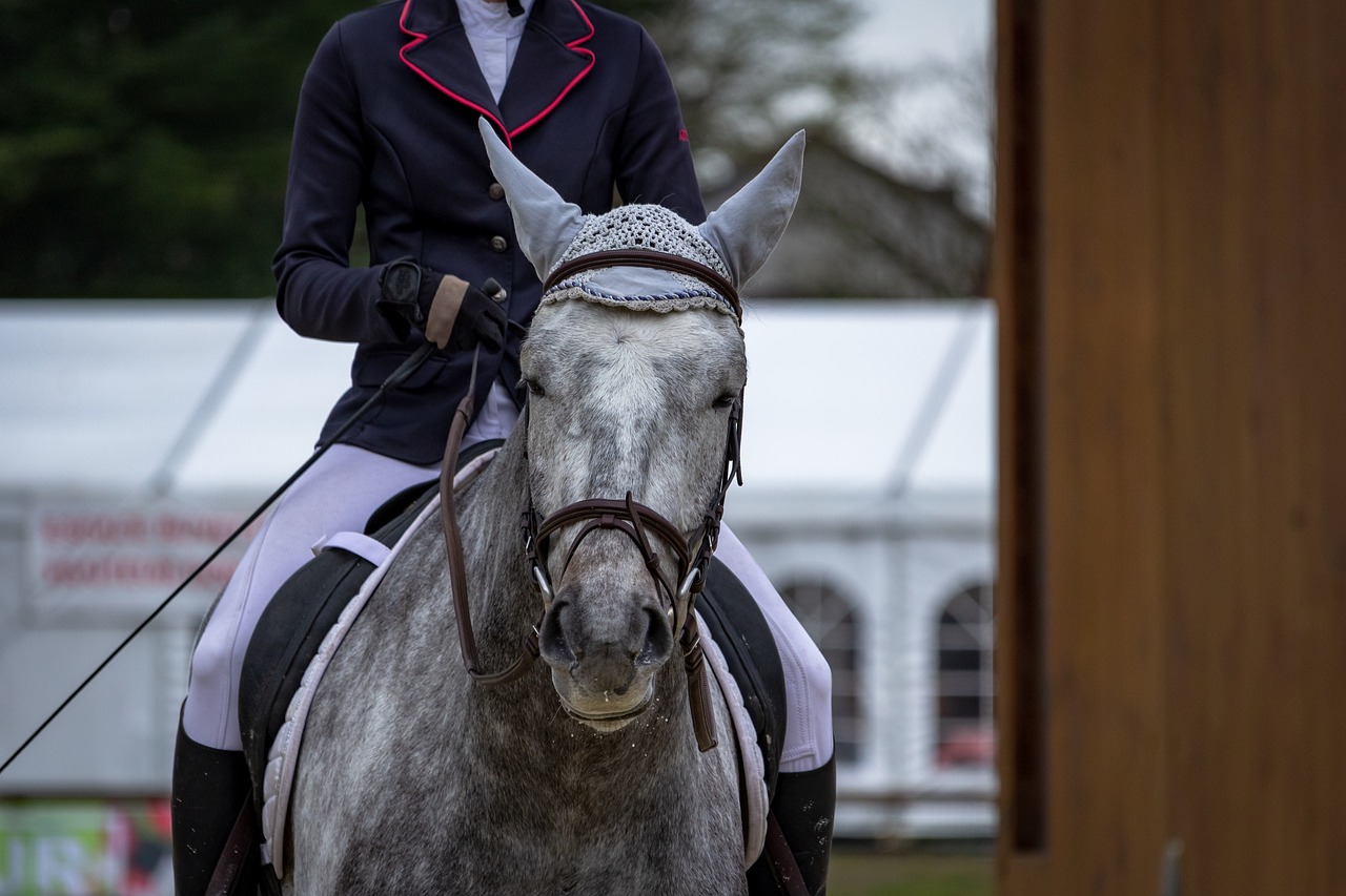 horse  horses  dressage free photo