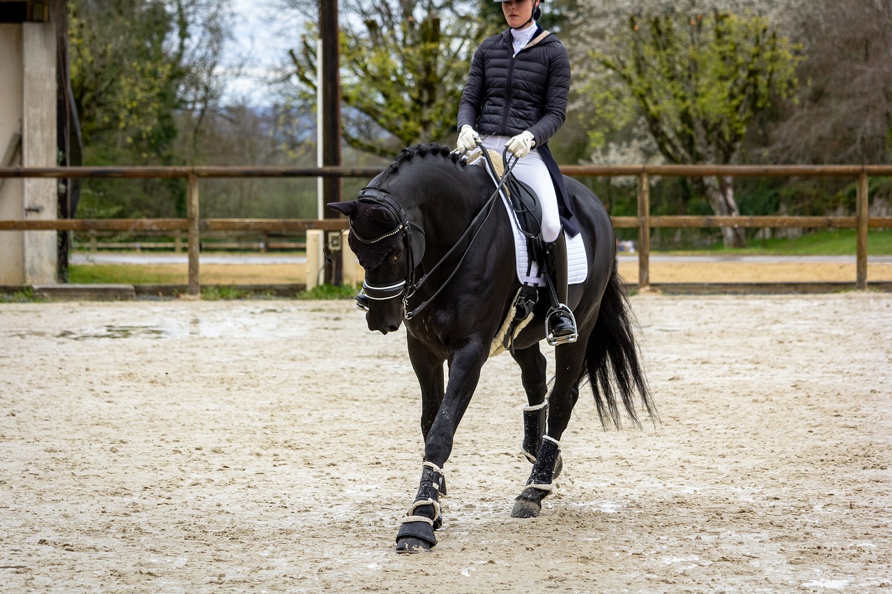 horse  horses  dressage free photo