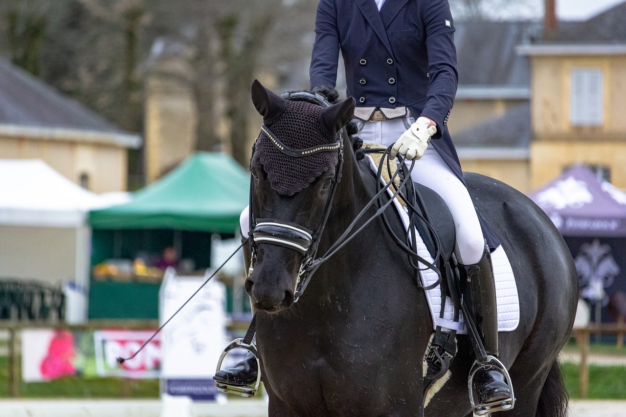 horse  horses  dressage free photo