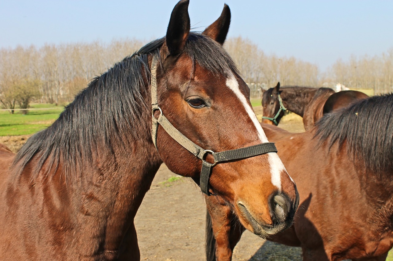 horse  horses  riding school free photo