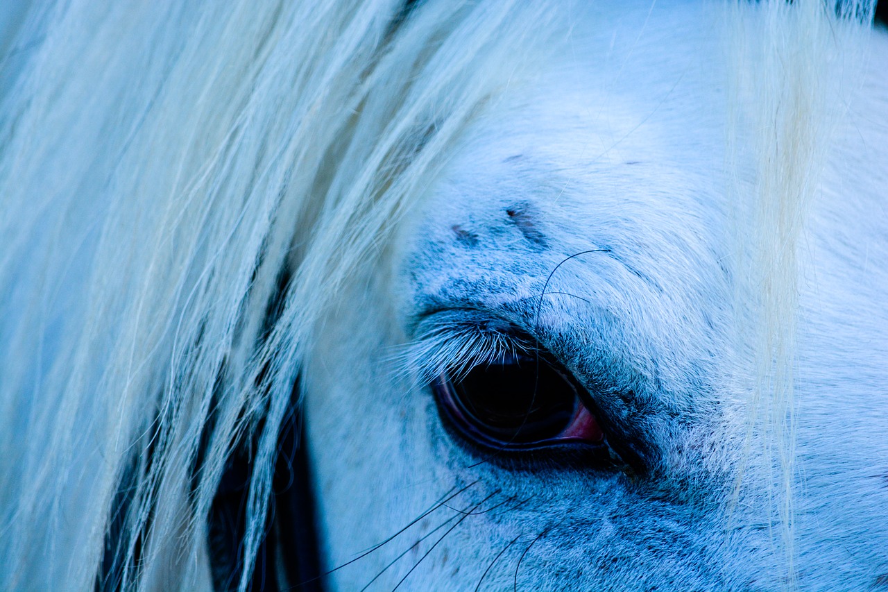 horse  eye  white free photo