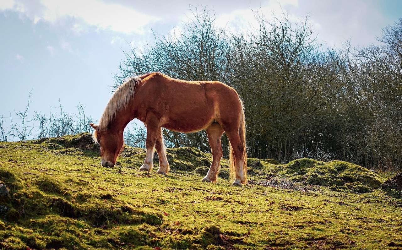 horse  brown horse  stallion free photo