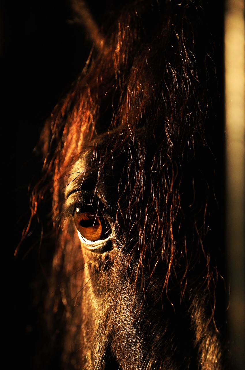 horse  eye  mane free photo