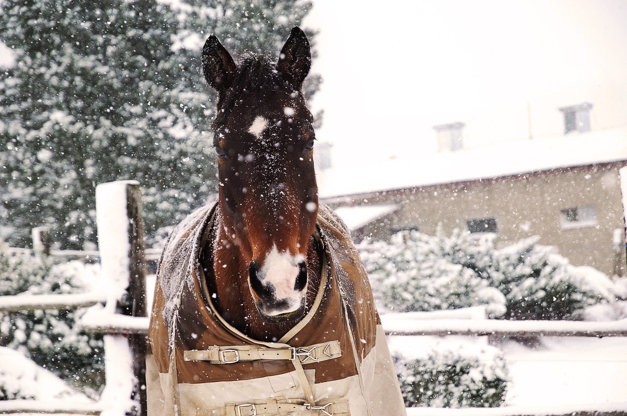 horse  head  portrait free photo