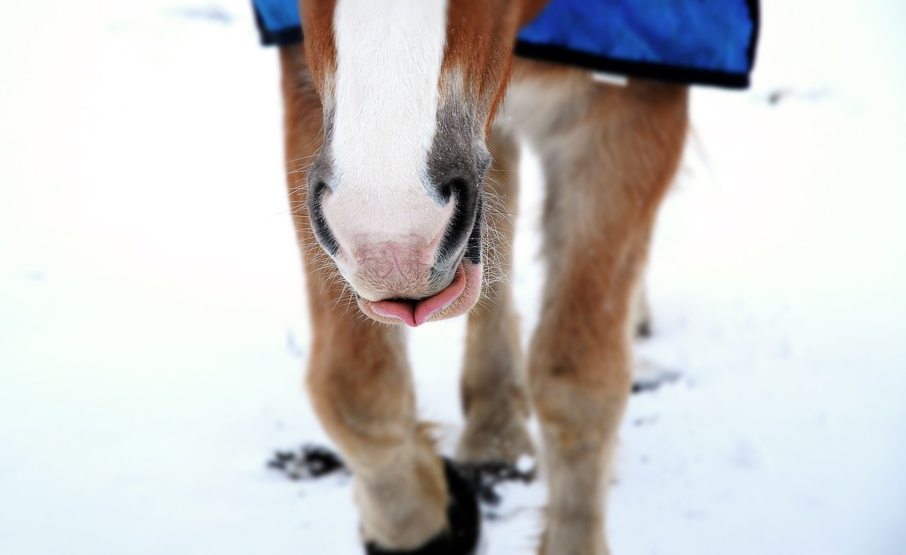 horse  nose  nostrils free photo