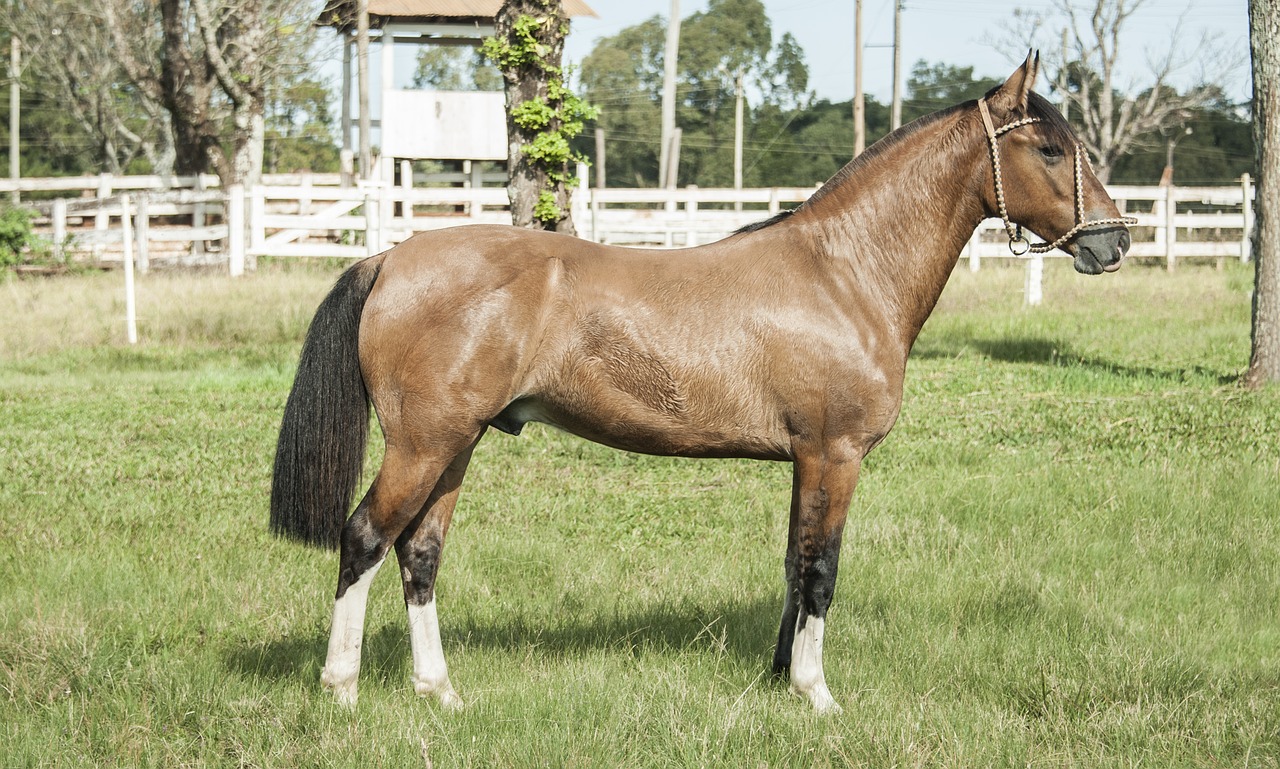 horse  pingo  creole free photo