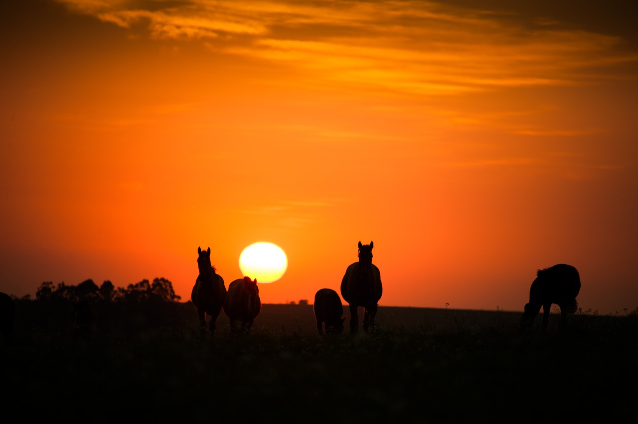 horse  pingo  creole free photo