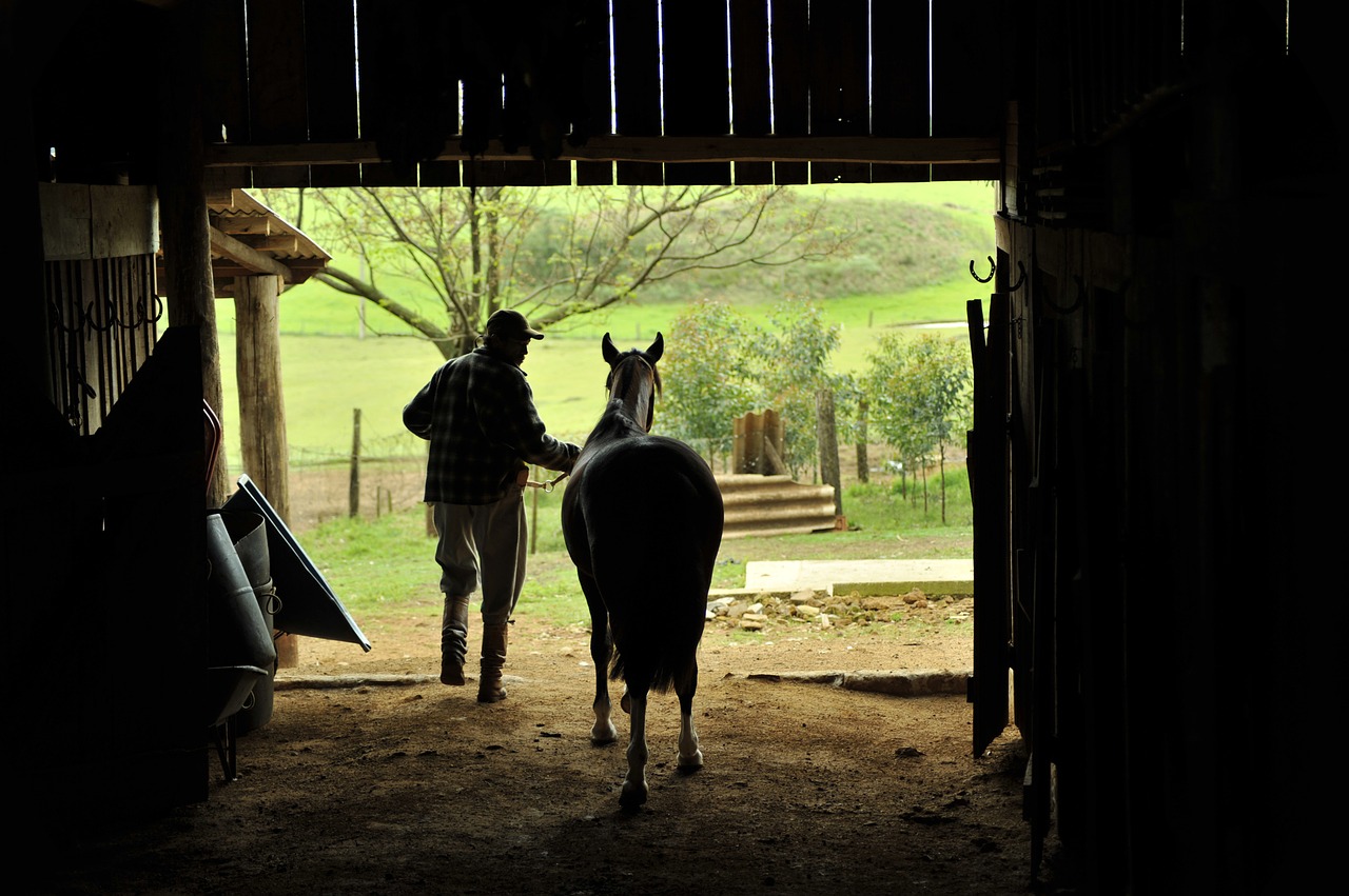 horse  pingo  creole free photo