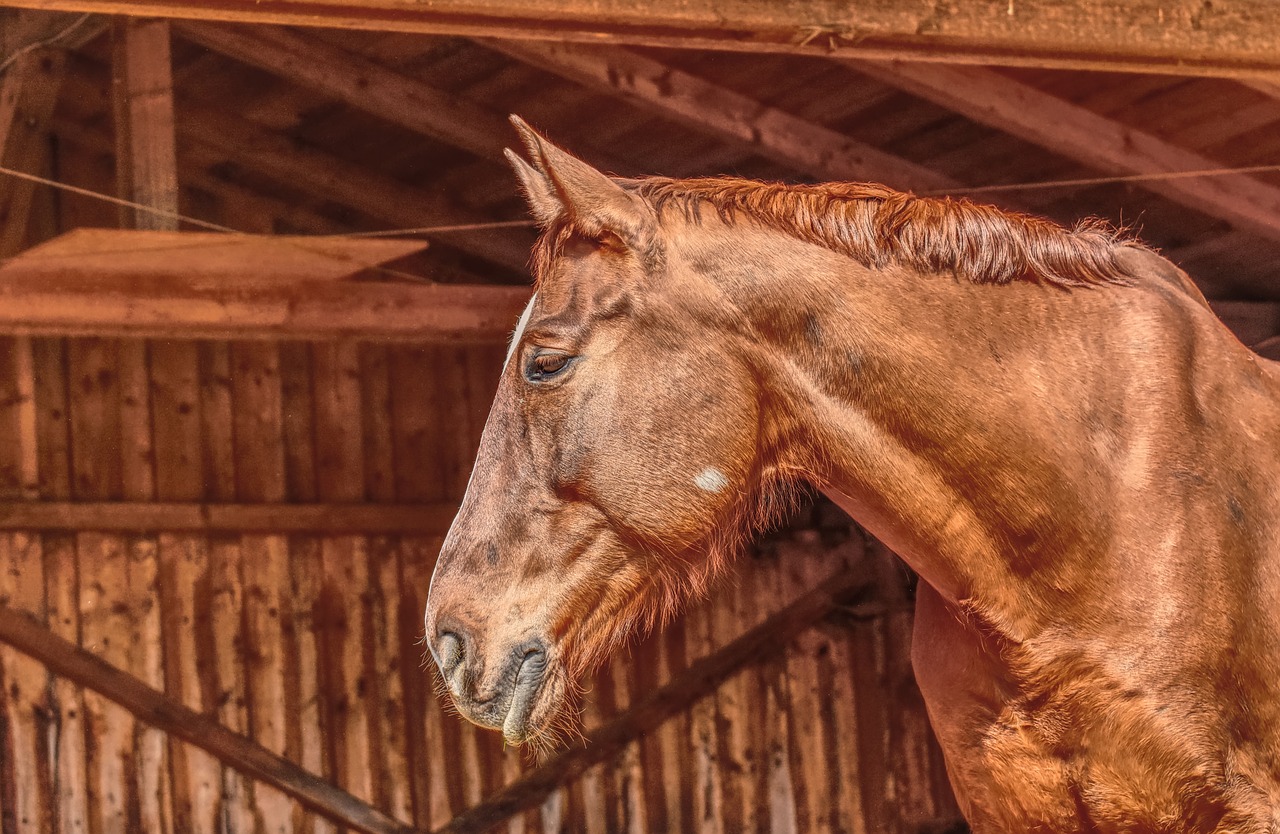 horse  stall  stallion free photo