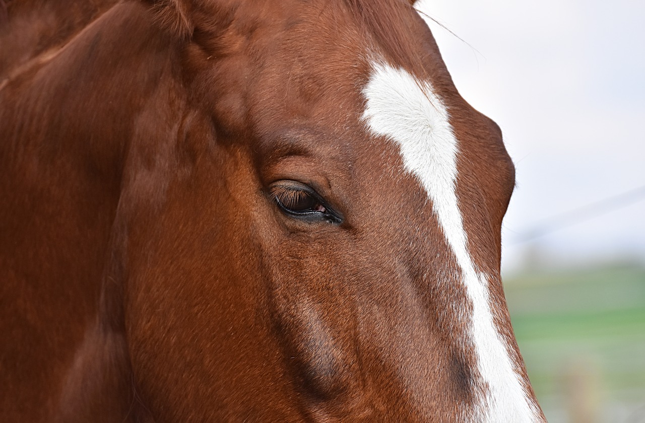 horse  stall  stallion free photo