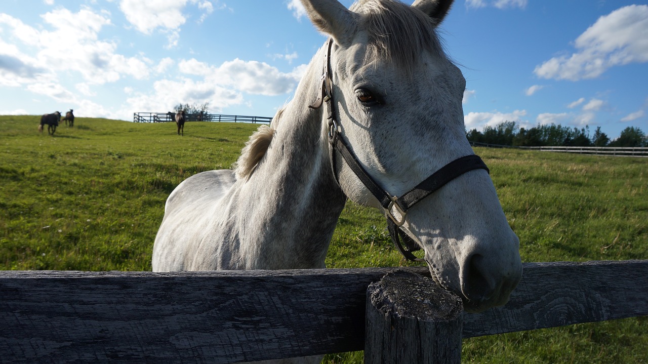 horse  field  rural free photo